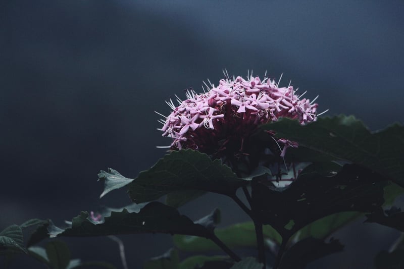 Subdued Wonders