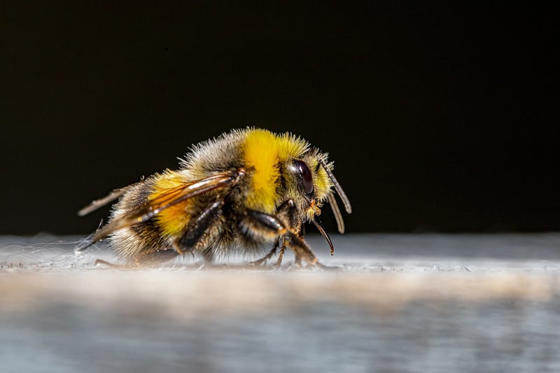 Undercover Buzz